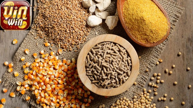 Khái Niệm: Thức Ăn Tốt Nhất Cho Gà Chọi Là Gì?